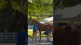 Keeneland September Yearling Sale [upl. by Nolie]