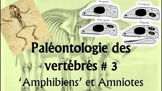 Paléontologie des vertébrés 3 ‘Amphibiens’ et Amniotes [upl. by Anerok]