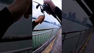 try fishing in the city looking for big fish 🎣🤣 fishing fishingtips cauca fishingvideo shorts [upl. by Alameda8]