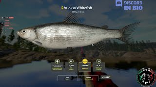 Ladoga Lake spot Trophy Vuoksa Whitefish  49  Russian Fishing 4  RF4 [upl. by Nahshon]