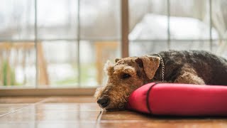 Airedale Terriers and Agility Training How to Train Them Effectively [upl. by Akemeuwkuhc]