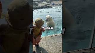 Polar bear attacks baby at zoo 😱 [upl. by Onabru]