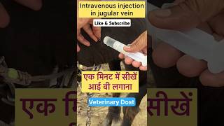 Intravenous injection in jugular vein  Veterinary Dost veterinary treatment ytshorts [upl. by Ziguard]