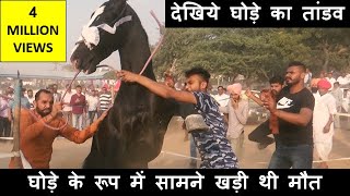 बेकाबू घोड़ा पुष्कर मेला में हुआ  कैसे किया काबू How to Control Out Of Control Horse Training Video [upl. by Armbrecht]