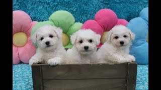 Bichon Frise Puppies  3 Females [upl. by Mackler]