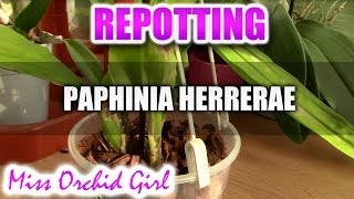 Repotting Paphinia Herrerae Orchid [upl. by Jurgen]