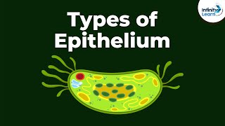 Types of Epithelial Tissue  Animal Tissues  Infinity Learn [upl. by Petite552]