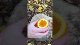 Cool life hack🤯✅ survivalskils survival bushcraft [upl. by Jannery]