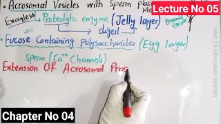 Acrosomal Reaction In Sea Urchin In Urdu Hindi  Developmental Biology  BS Zoology  MSc  Lec 05 [upl. by Onibag213]