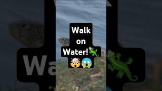 Fact Of The Lizard That Walks on Water🦎animals facts trivia [upl. by Kano]