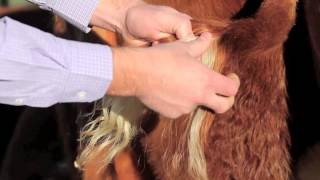 Hereford DNA Testing How to pull hair samples [upl. by Winou]