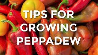 Tips For Growing Peppadew  How To Grow Peppadews [upl. by Ellard19]