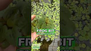 Frog bit the perfect Floater Aquarium Plant For Sale [upl. by Anined]