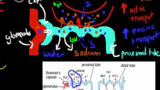 MB39 Aldosterone and ADH HSC biology [upl. by Malilliw]