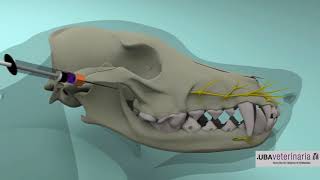ANESTESIA TRONCULAR NERVIO MAXILAR Facultad de Ciencias Veterinarias UBA [upl. by Eugenie]
