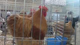 Le cochin fauve chante au salon de lagriculture 2013 [upl. by Arrio]