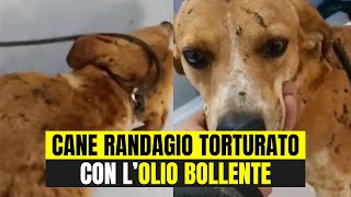 VERSANO OLIO BOLLENTE SU UN CANE RANDAGIO ORRORE NEL SALERNITANO [upl. by Akehsal]