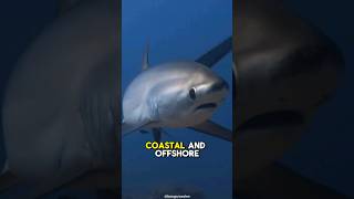 You wont believe how Thresher sharks hunt [upl. by Bilak975]