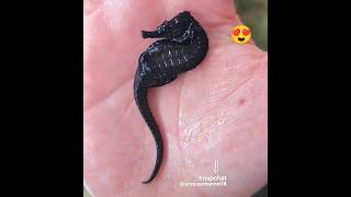 sea horse day by day growth seahorse birds cat viralvideo viral shortvideo [upl. by Eremahs]