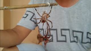 Spider Fight in the PHILIPPINES Intense Battle [upl. by Naej]