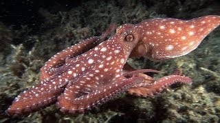 Mucky Secrets  Part 16  Cuttlefishes amp Octopuses  Lembeh Strait [upl. by Darnok]