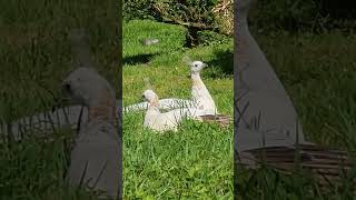 2 headed peacock spotted peacock nature birds [upl. by Aitsirk]