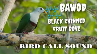 BAWOD BIRD SOUND  BLACK CHINNED FRUIT DOVE [upl. by Elak]