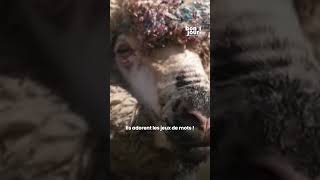 Baanksy le mouton qui peint des toiles prend le relai de Pigcasso le cochon peintre ｜TF1 INFO [upl. by Karame]