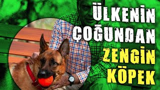 KÖPEĞİNE 4 MİLYAR LİRA MİRAS BIRAKTI [upl. by Hgielhsa360]