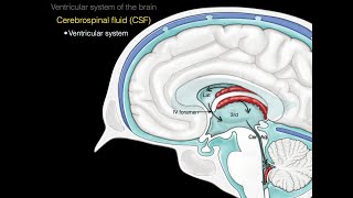 The ventricular system [upl. by Aelat767]