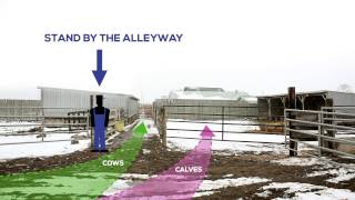 Efficient and Novel Method for Sorting CowCalf Pairs [upl. by Zakaria47]