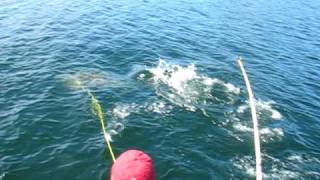 ★✰★ Harpooning 170 Lb Halibut Port Hardy  ★✰★ [upl. by Mayes]