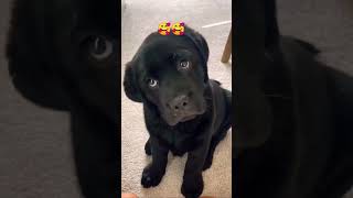 Black Labrador puppy🐶dog shorts viralvideo youtubeshorts short 2024 [upl. by Teague]