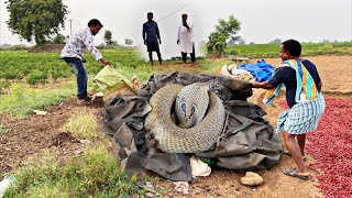 Indian spectacled venomous cobra snake rescue Gonegandla Village 9966333589 WhatsApp [upl. by Poppas]