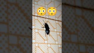 Beautiful Black Beetle 🐞 shorts beetle beetles insects trending shortsfeed [upl. by Nala]