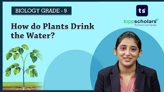 Transpiration  Transpirational Pull  Plants  Root  Water  Biology  Life Science [upl. by Si543]