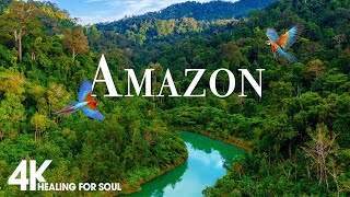 Amazon 4K  The World’s Largest Tropical Rainforest  Jungle Sounds  Scenic Relaxation Film [upl. by Holt867]