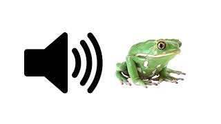 Frog Croaking  Sound Effect  ProSounds [upl. by Anawit]