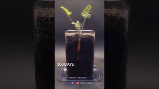 Carrot Growing Time Lapse 100 Days 😱  shorts timelapse growingplants woodlapse seeds [upl. by Bortman]