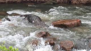 Huge Crocodile Navigates Aussie Rapids [upl. by Norraf]