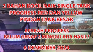 PROGRESS BELUM GENAP 2 MINGGU KURAS KARENA 3 BAHAN BOCIL NAIK SINGLE TANK HASILNYA PENASARAN GAK [upl. by Eimirej]