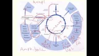 Anaplerotic and Cataplerotic Reactions in TCA cycle [upl. by Pollock]