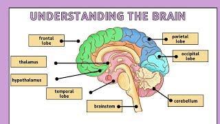 How Does Brain Works In Human  Brainly Sight [upl. by Adialeda]