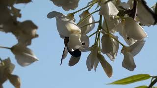 Female Carpenter Bees Pollinate White Wisteria Flowers 240fps [upl. by Loreen319]