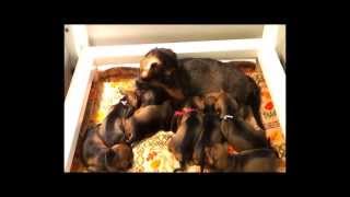 Wirehaired dachshund puppies at 19 days [upl. by Noizneb]