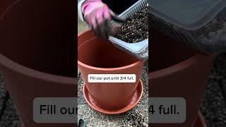 Growing coffee plant at home  Repotting Arabica Coffee plant after 1 year repotting houseplants [upl. by Esened]