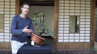 Bonsai basics how to grow a Bonsai tree [upl. by Enirehtak]