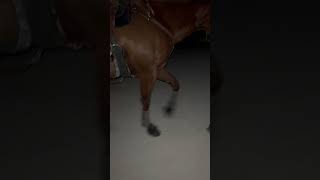 Horse asmr pt 5 asmr asmrsounds horseasmr [upl. by Eitten168]