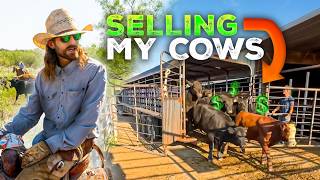 How Much Do My Cows Sell For [upl. by Aubreir]