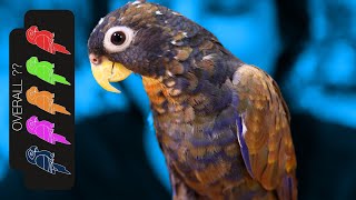 Bronze Wing Pionus The Loyal Lap Dog Parrot [upl. by Ecidnacal764]